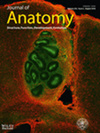 JOURNAL OF ANATOMY雜志封面